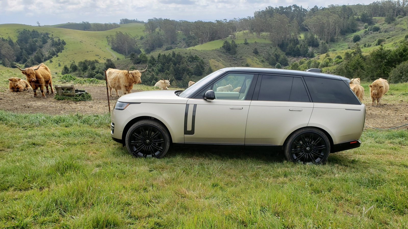 2022-04-12 Range Rover in front of Scottish highland cows