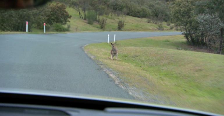 Kangaroos root cause of A75 million in accident claims annually