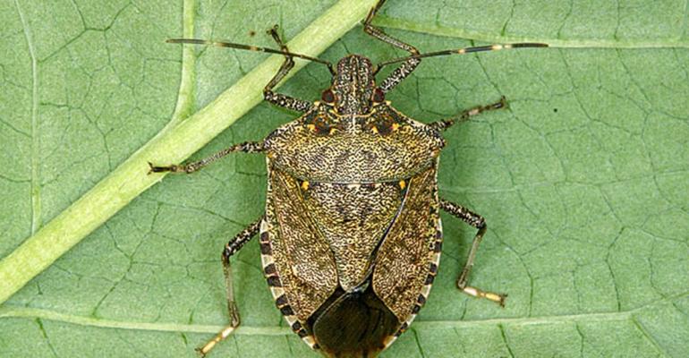 Stink bugs attack fruit vegetable and ornamental crops