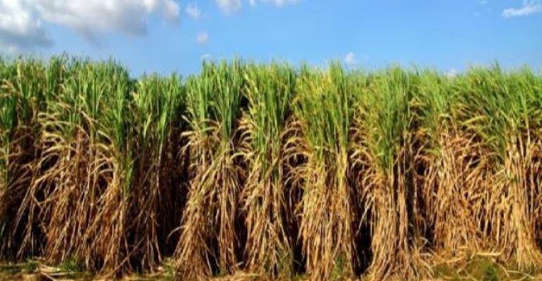 US researchers have engineered way to convert sugar into oil in sugarcane resulting in new and sustainable biodiesel source