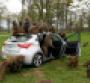 Hyundairsquos new i30 Elantra besieged by park primates