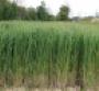 Research could improve efficiency of switchgrass as biofuel source