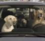 The driving dogs control three of the top five automotive ad spots of the week
